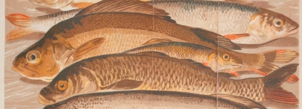 Sandre et Moselle Sandre et Moselle