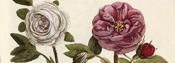 Fleurs en Lorraine Fleurs en Lorraine