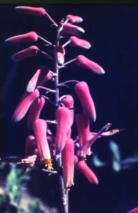Aloe-fleurentinorum_Jacques-Fleurentin