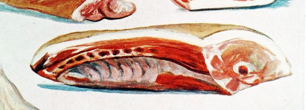 Bœuf de combat Bœuf de combat