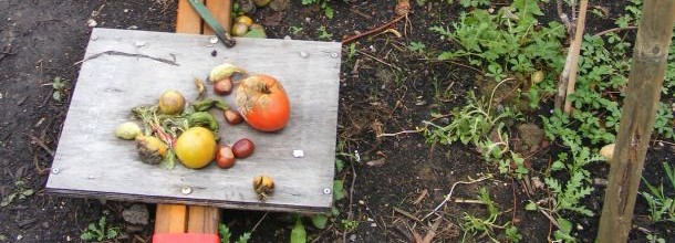 A Borny, on est carrément potager ! A Borny, on est carrément potager !