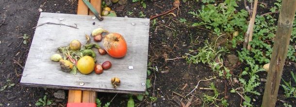 A Borny, on est carrément potager !